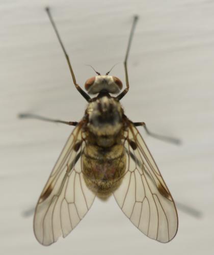 Chrysopilus cristatus